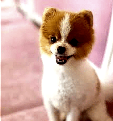 Etiler Pet House Galeri 10