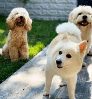 Etiler Pet House Galeri 11