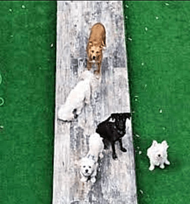 Etiler Pet House Galeri 12