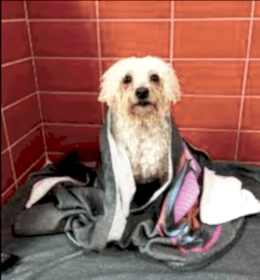 Etiler Pet House Galeri 14