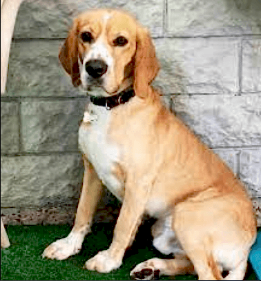 Etiler Pet House Galeri 15