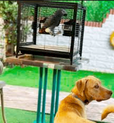 Etiler Pet House Galeri 16