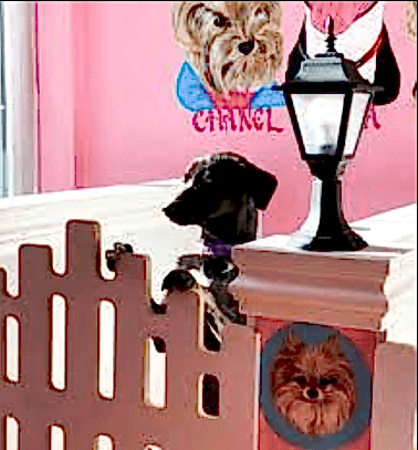 Etiler Pet House Galeri 17