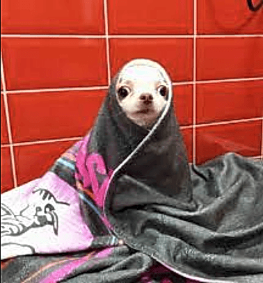 Etiler Pet House Galeri 18