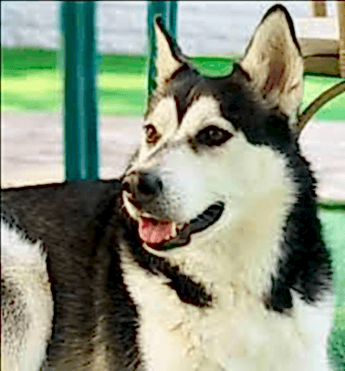 Etiler Pet House Galeri 19