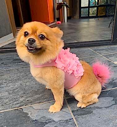 Etiler Pet House Galeri 2