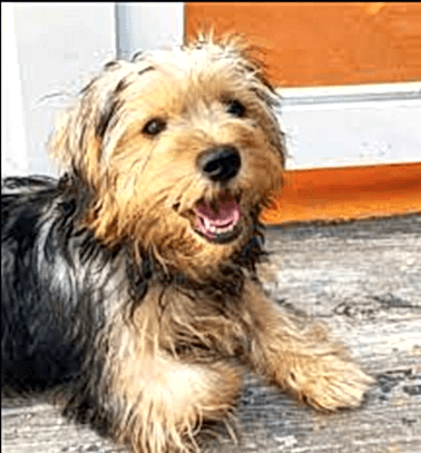 Etiler Pet House Galeri 20