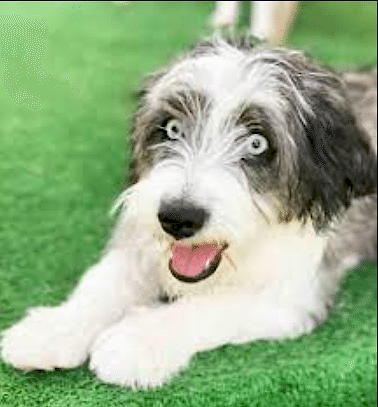 Etiler Pet House Galeri 21