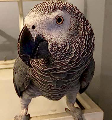 Etiler Pet House Galeri 4