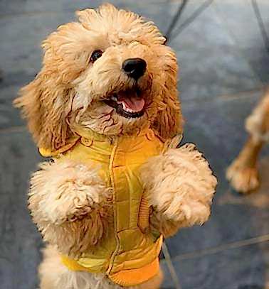 Etiler Pet House Galeri 5