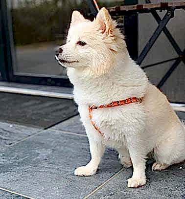 Etiler Pet House Galeri 6