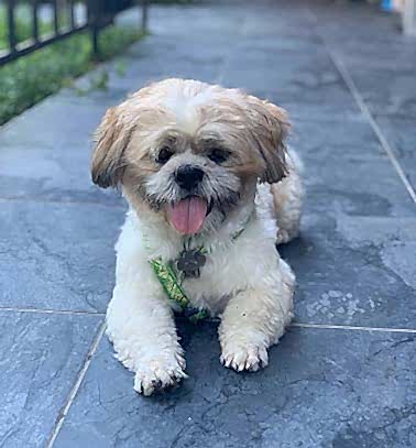 Etiler Pet House Galeri 7