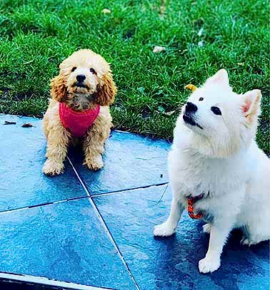 Etiler Pet House Galeri 8