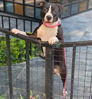 Etiler Pet House Galeri 9